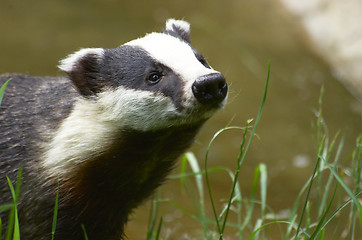 Image showing Badger