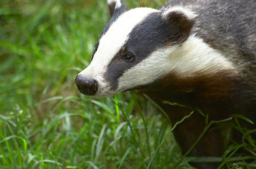 Image showing Badger