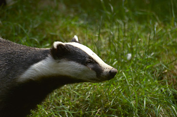 Image showing Badger