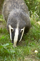 Image showing Badger