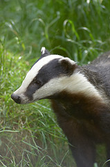 Image showing Badger