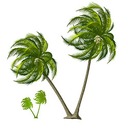 Image showing Palm Tree