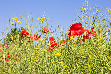 Image showing Field of poppies and rape
