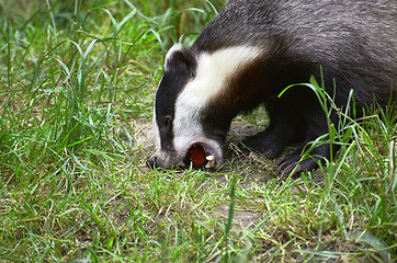 Image showing Badger