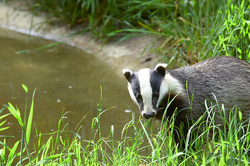 Image showing Badger