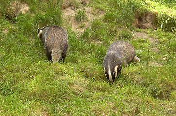 Image showing Badger