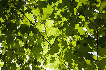 Image showing Green leaves of a maple