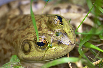 Image showing Frog