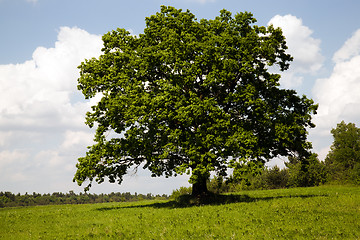 Image showing Tree in the field