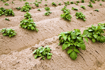 Image showing Potato field