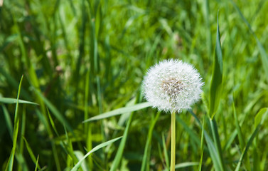 Image showing White dandelion