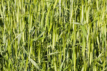 Image showing  green unripe wheat
