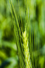 Image showing Green ear of wheat