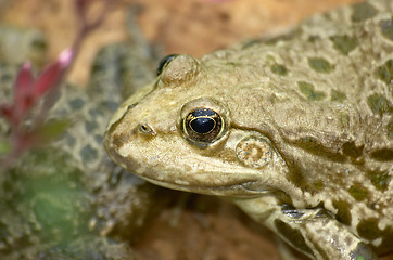 Image showing Frog