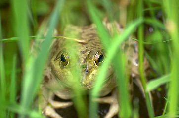 Image showing Frog