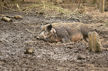 Image showing Hog