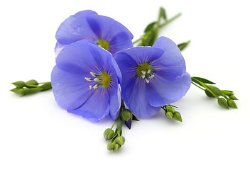 Image showing Flowers of flax