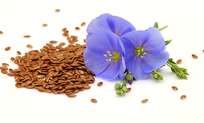 Image showing Seeds and flowers of flax