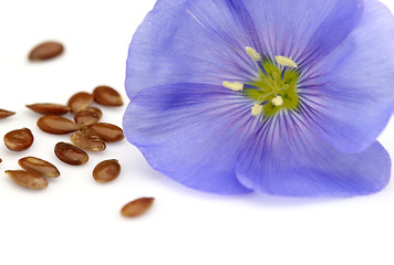 Image showing One flower of flax with seeds