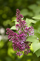 Image showing Flowering lilac
