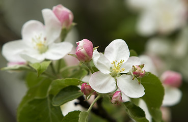 Image showing Apple blossom close-up. 