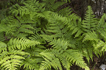 Image showing Fern plants 