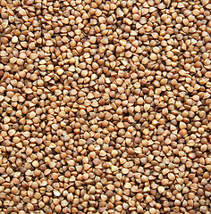 Image showing Buckwheat texture as background