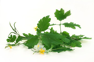 Image showing Greater Celandine