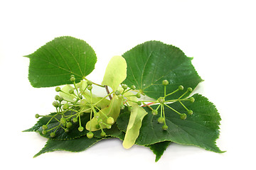 Image showing Linden flowers