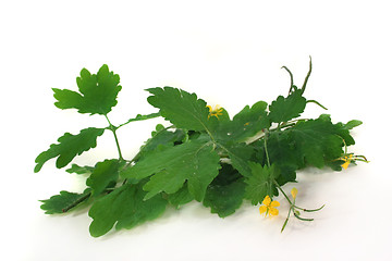 Image showing Greater Celandine