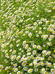 Image showing Field of daisies