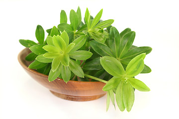 Image showing sweet woodruff