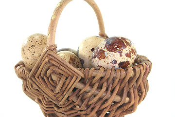 Image showing Quail eggs