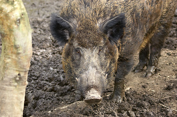 Image showing Hog