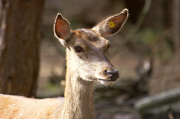 Image showing Red Dear