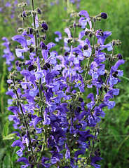 Image showing Meadow sage