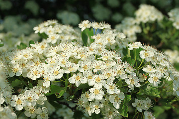 Image showing Hawthorn blossom
