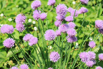 Image showing Chives