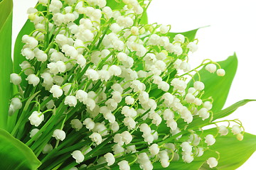 Image showing Lily of the valley