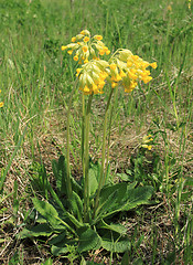 Image showing Primula veris