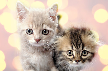 Image showing Scottish fold ear breed kittens