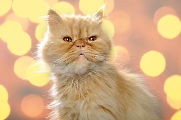 Image showing red Persian cat
