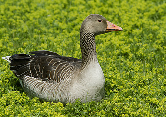 Image showing Greylag Goose.