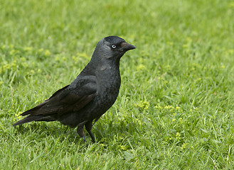 Image showing Jackdaw