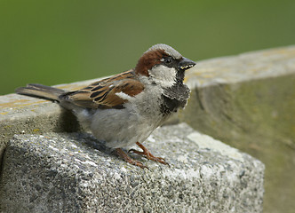 Image showing House sparrow