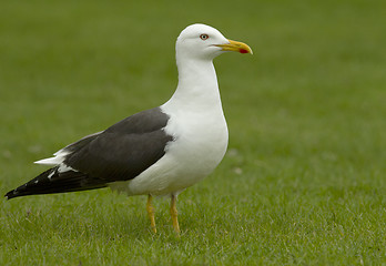 Image showing Lesser Black-backed Gull