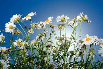 Image showing daisies against blue sky in the morning.  