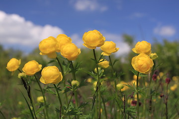 Image showing Nature in Poland