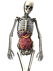 Image showing Bone And Guts