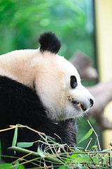 Image showing Giant panda